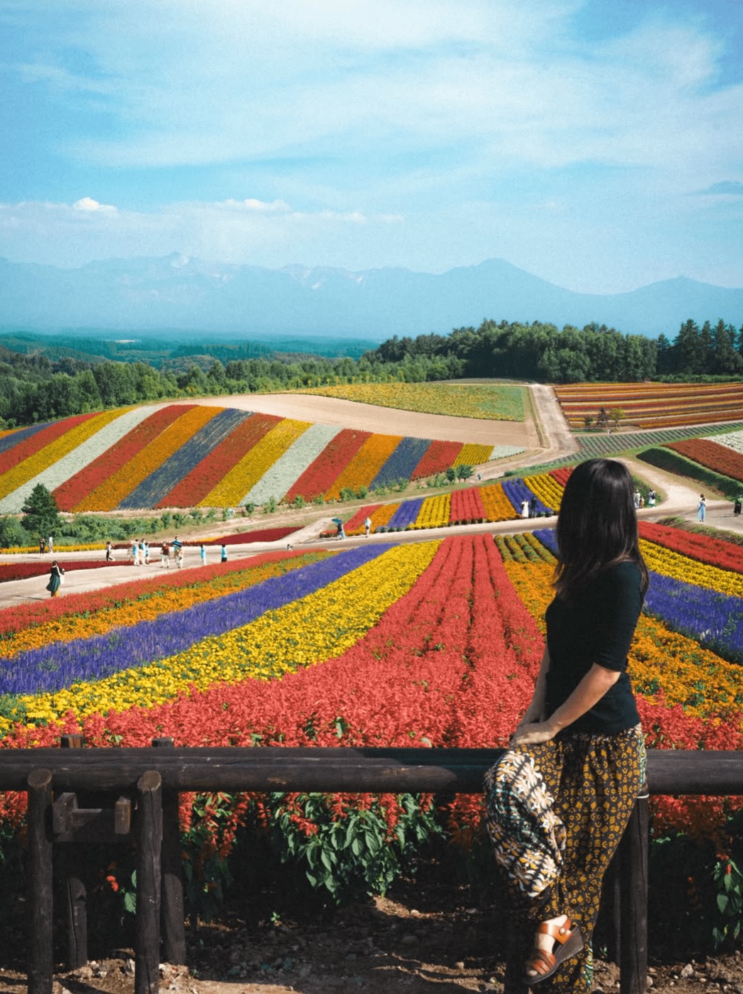 色とりどりの花が縞状に植えられた丘を眺める人物