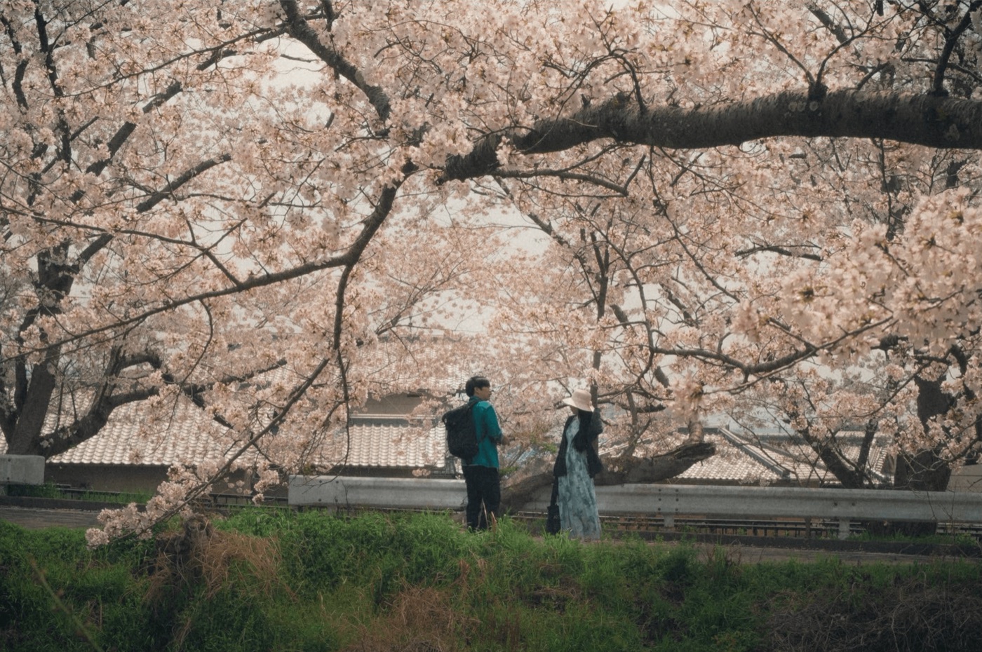 満開の桜の下で立ち話をする二人と、瓦屋根の家並み