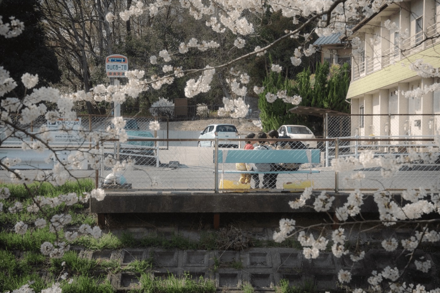 桜の枝越しに見える川沿いのベンチと、腰かける人たち