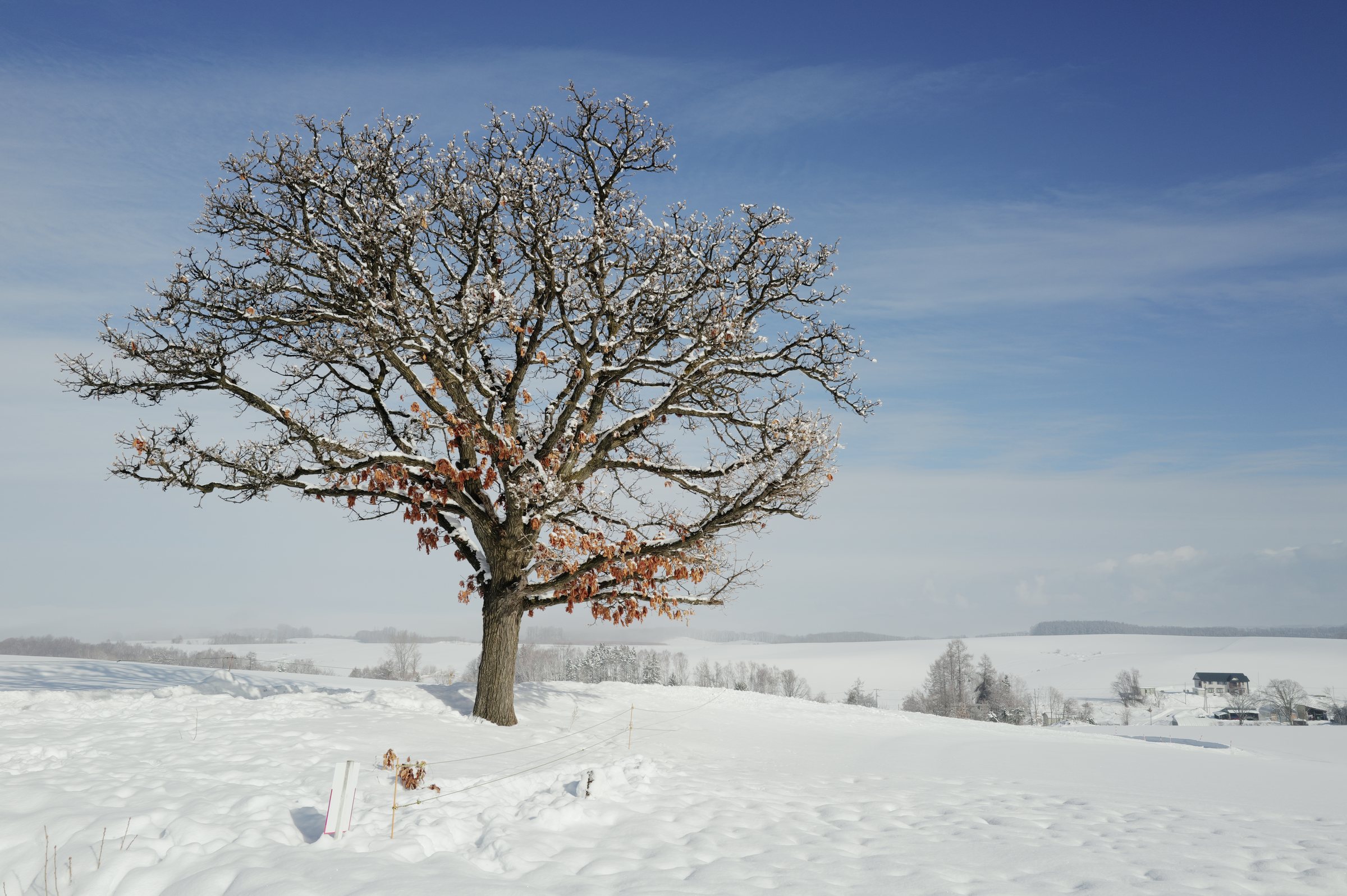 雪の丘にひとつだけ立つ、茶色い葉を残した大きな木