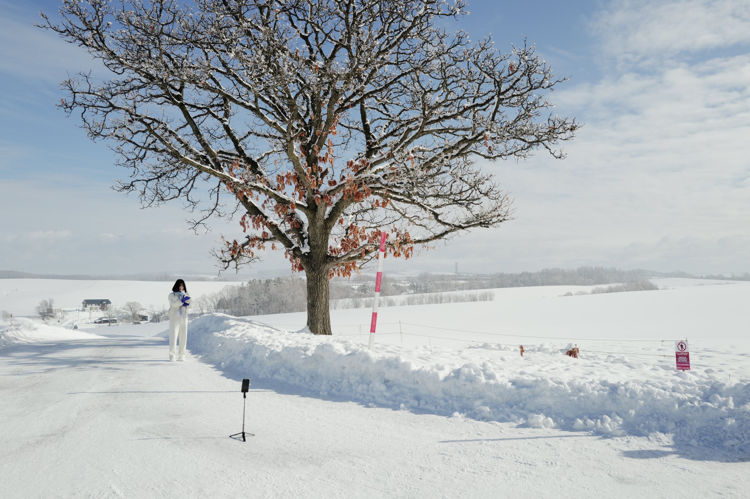 大きな木の手前に続く、除雪された雪の道