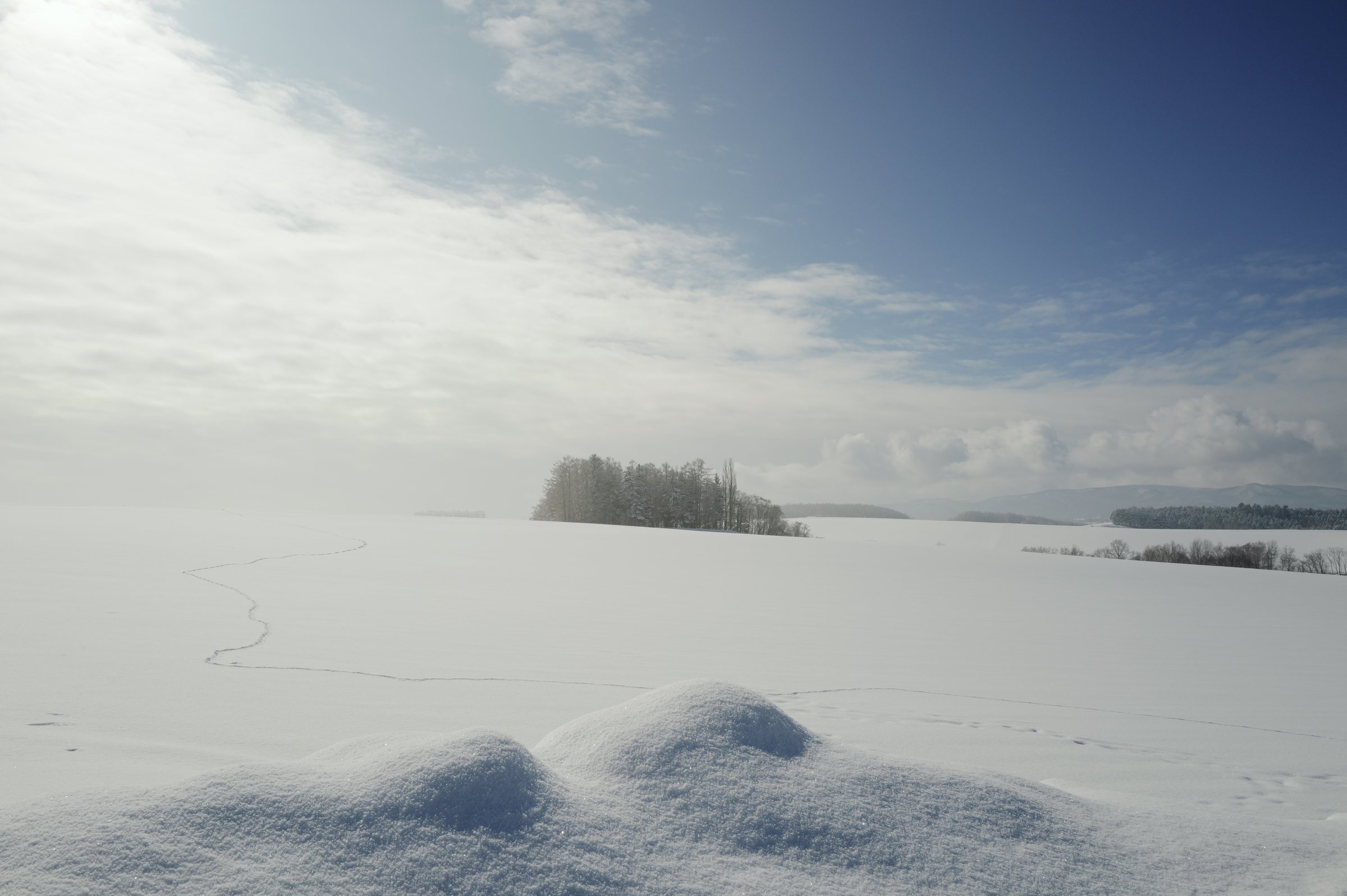 雪の波の向こうに浮かぶ、小さな林