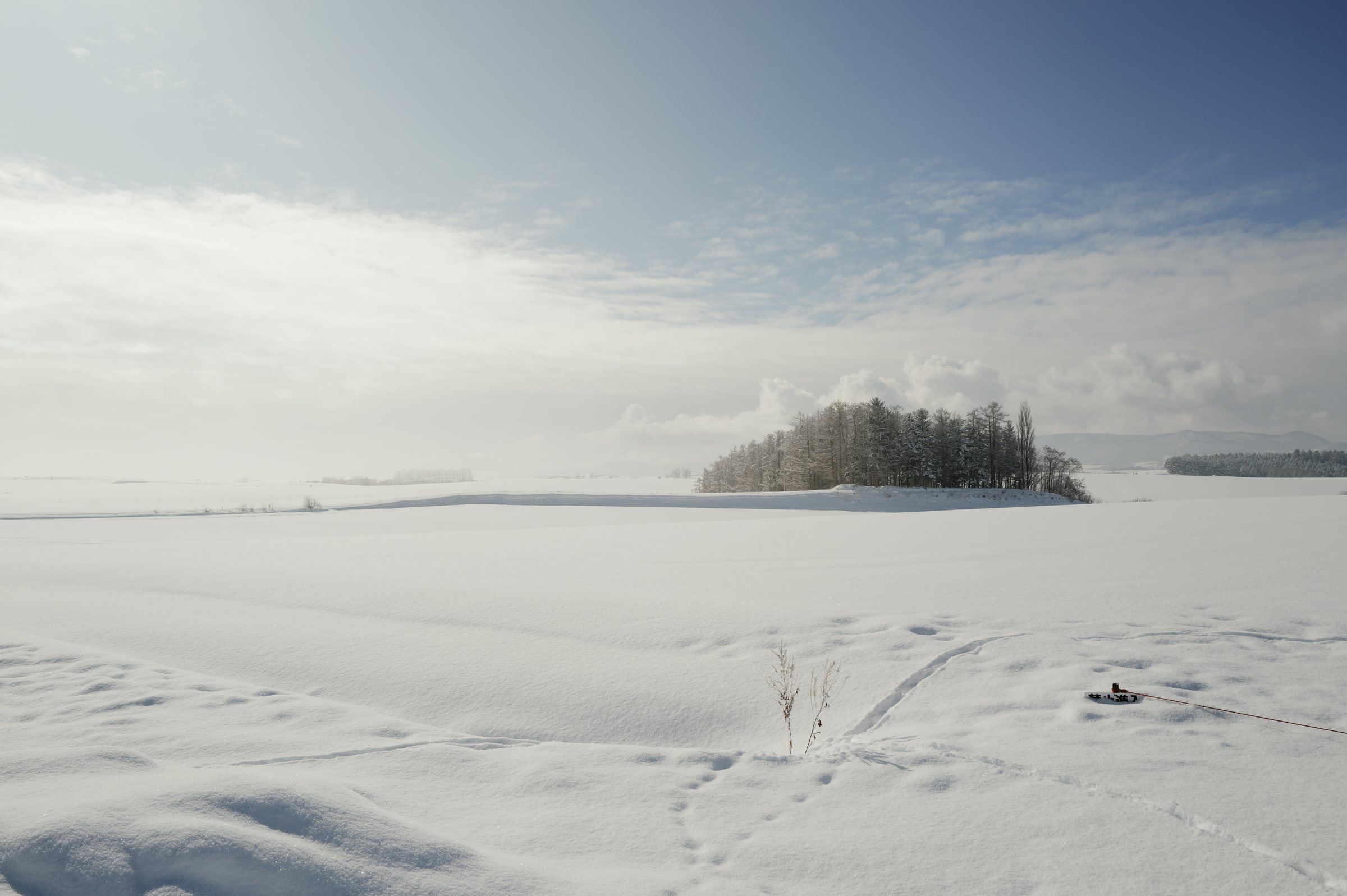 雪原の向こうに浮かぶ、島のような林