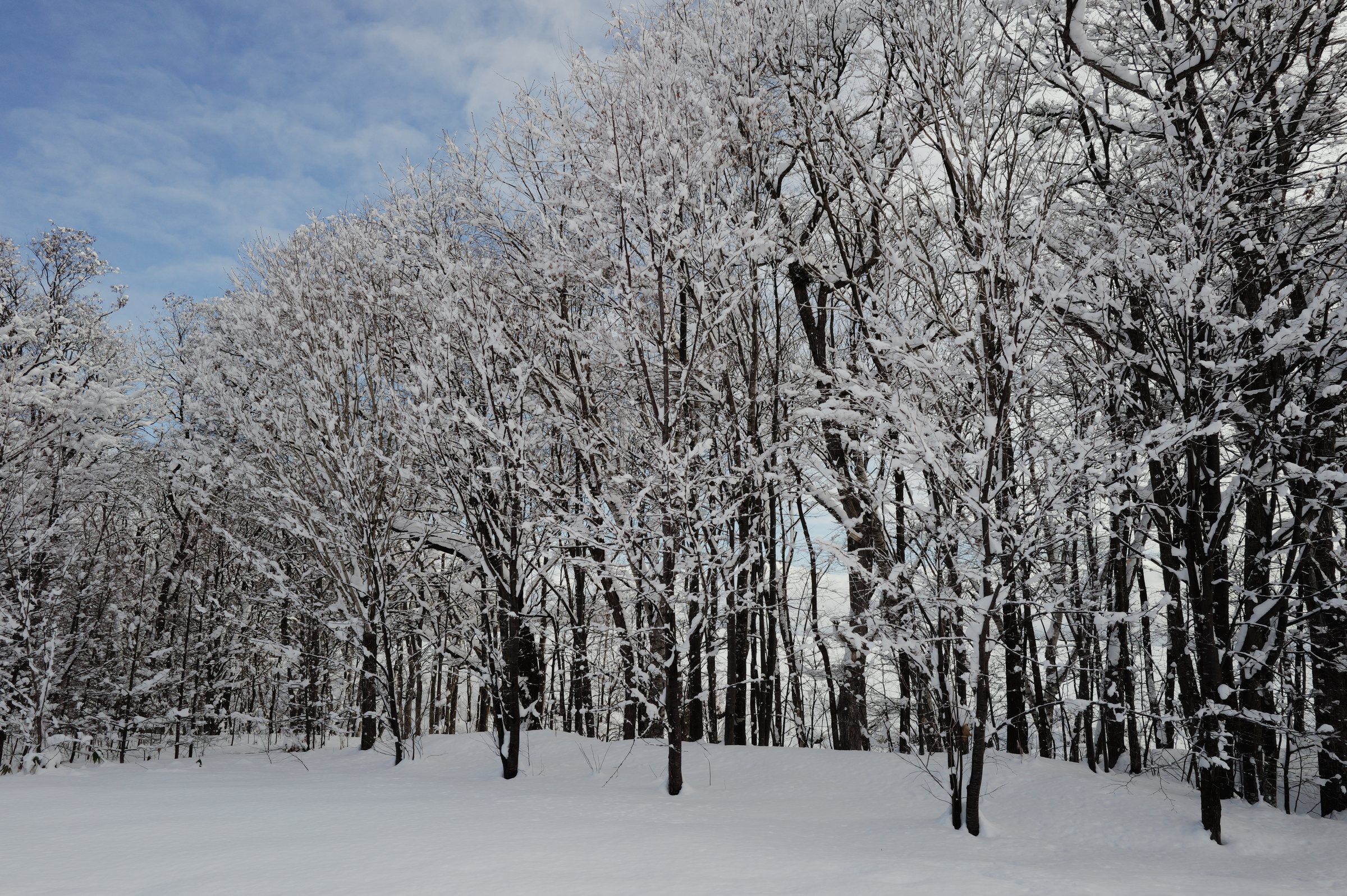 枝の先まで雪をかぶった林