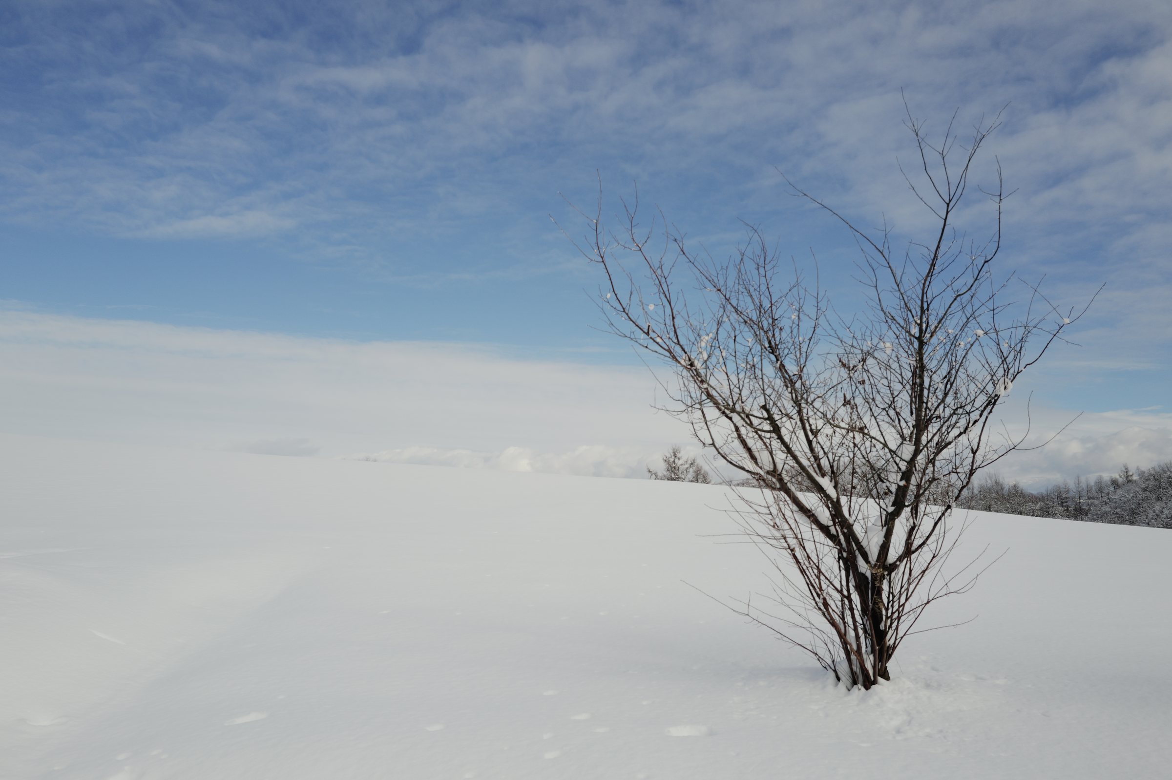 雪原にひとつだけ顔を出した、葉のない低い木