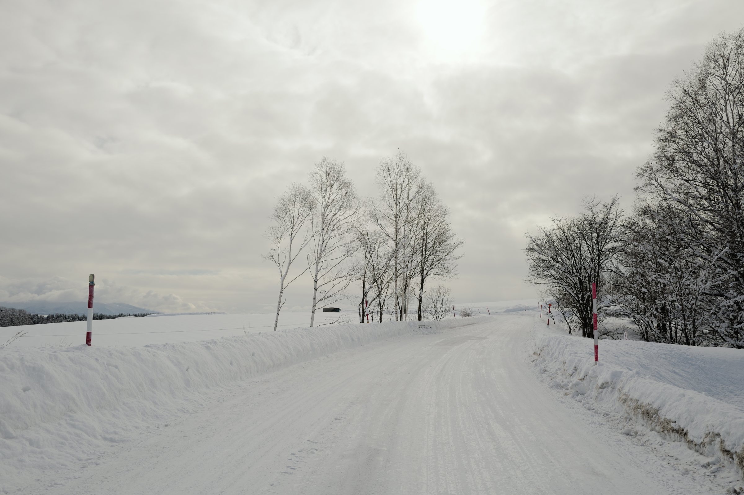 白樺の並ぶ雪の一本道と、薄曇りの空