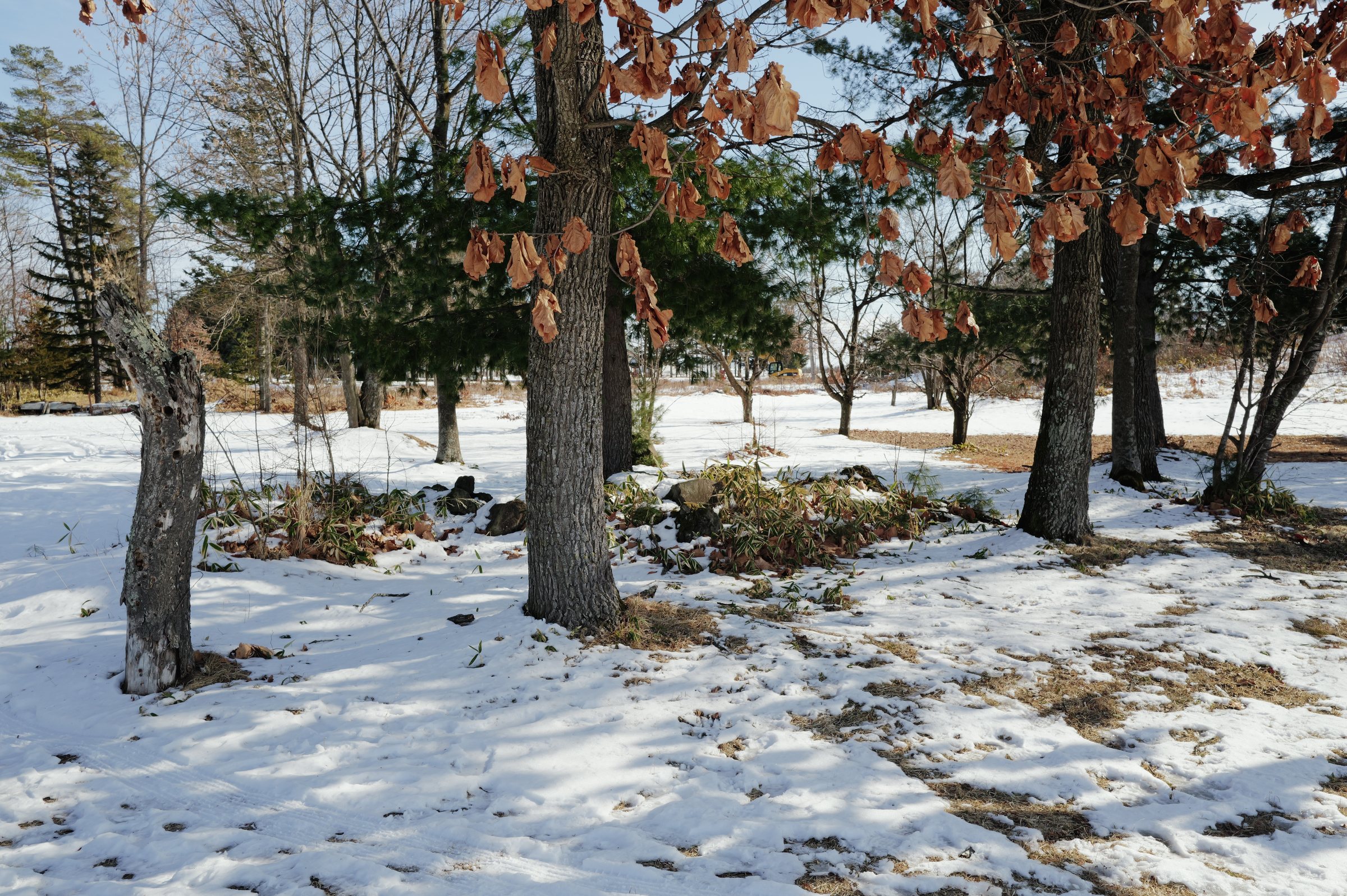 雪の残る公園の木立と、枯れた葉
