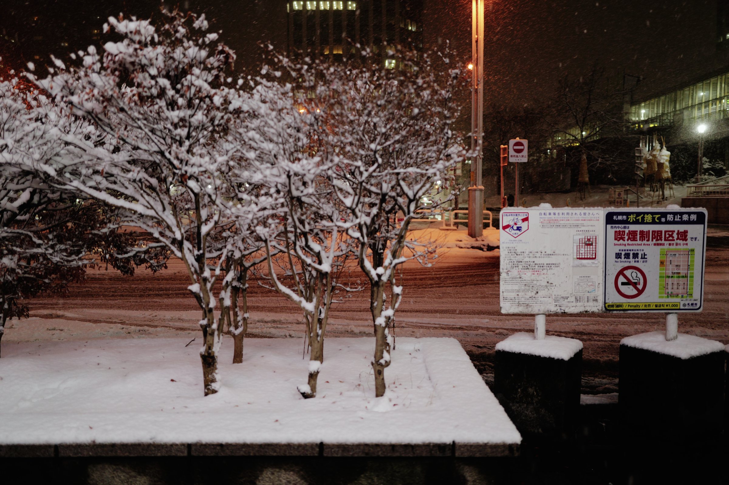 枝の先まで雪をかぶった植え込みの木