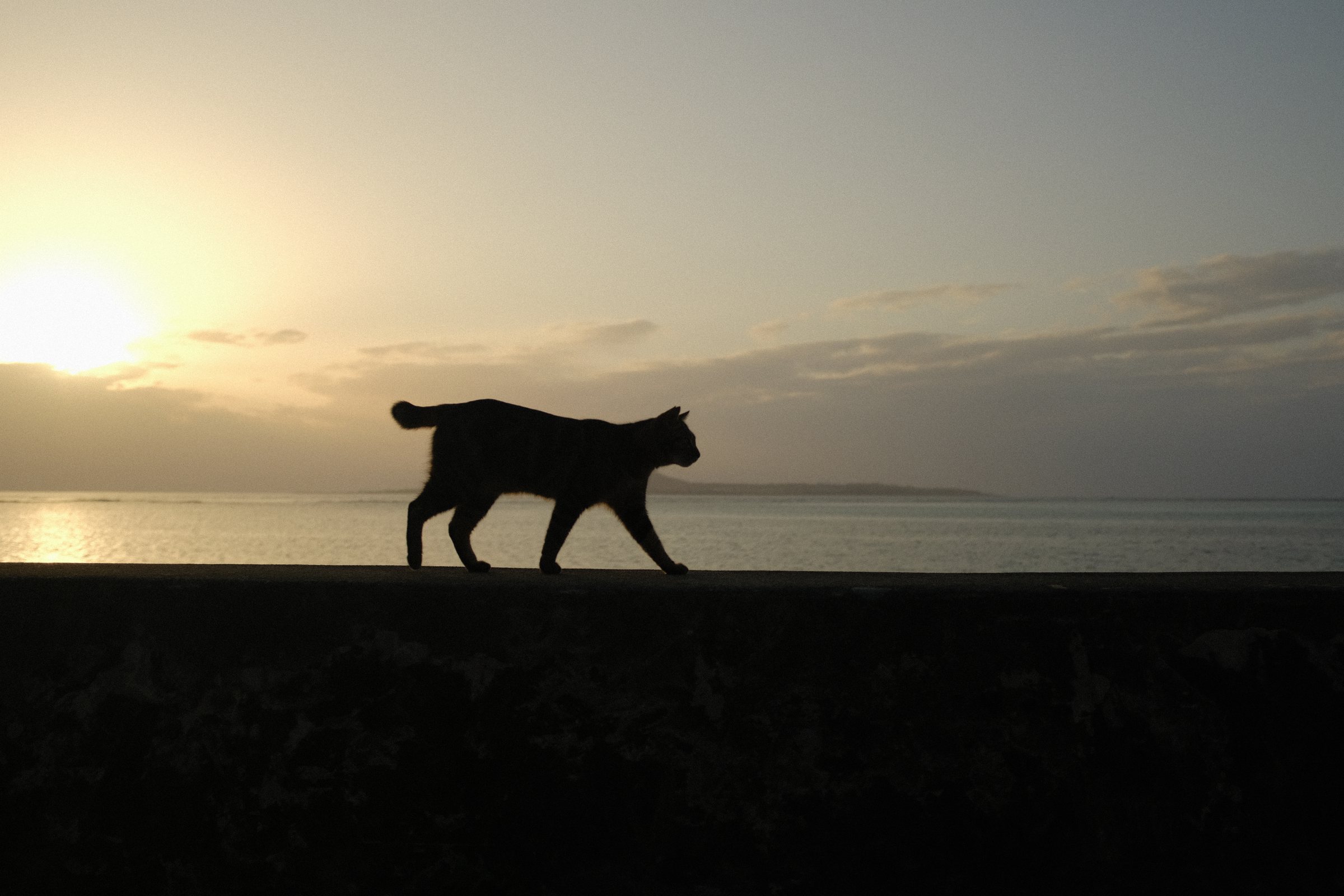 夕陽の海を背に、堤防の上を歩く黒い猫