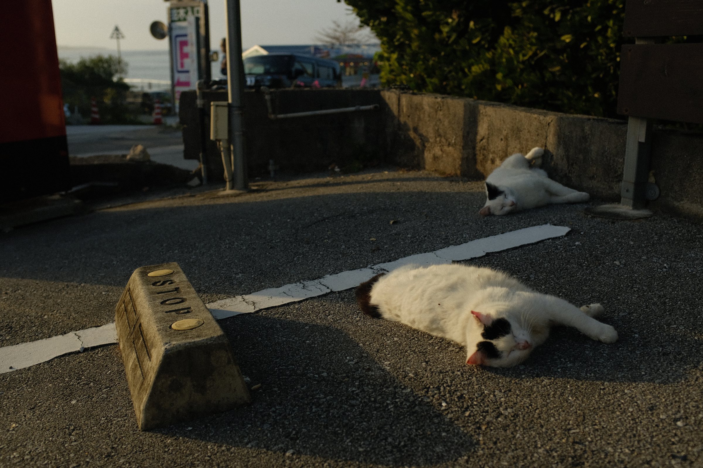 夕方の駐車場の白線の上で寝そべる白い猫