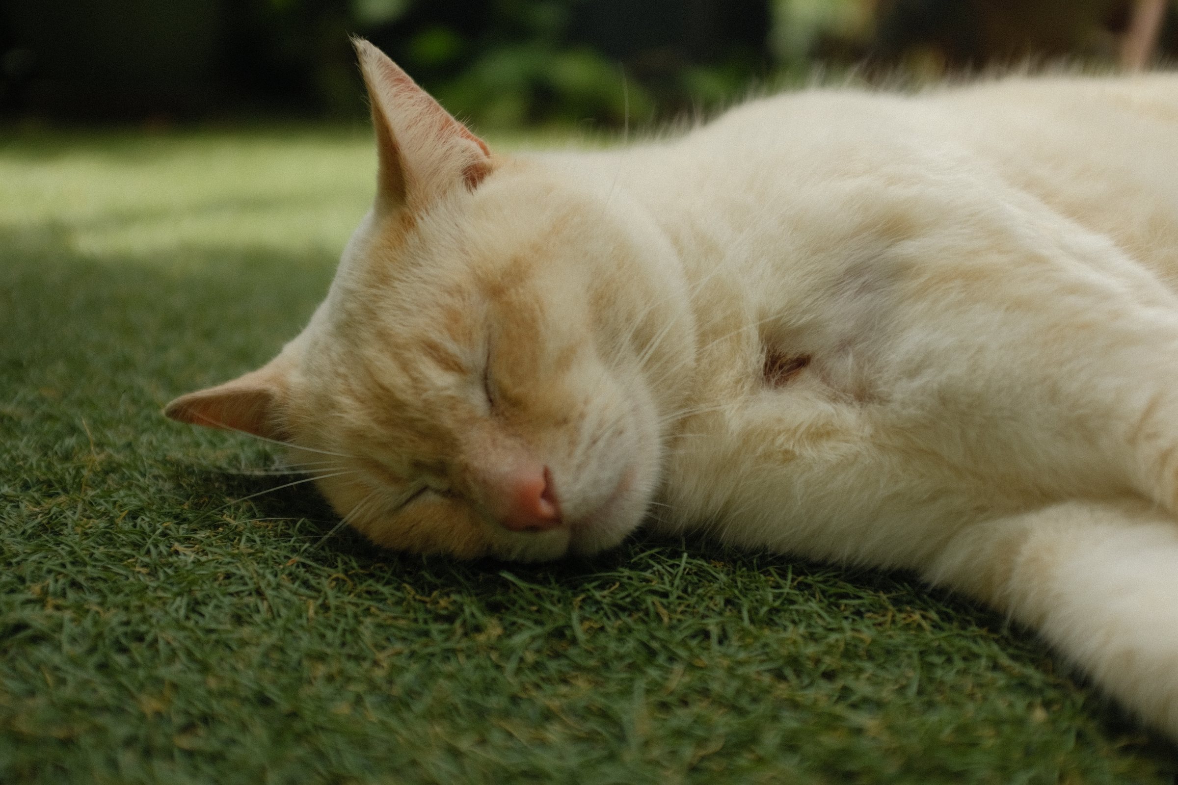 芝の上で目を閉じて眠る白い猫