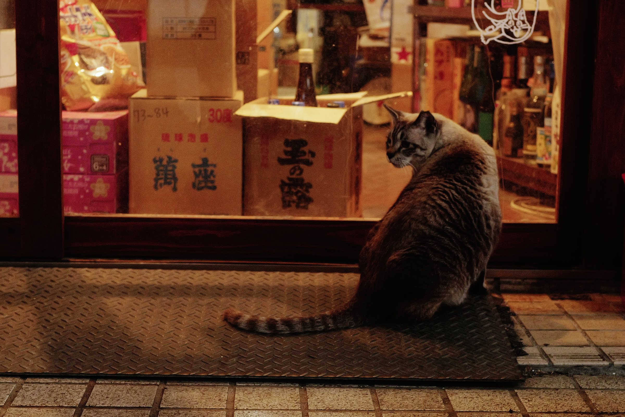 夜、灯りのともる酒屋のガラス戸の前に座る猫
