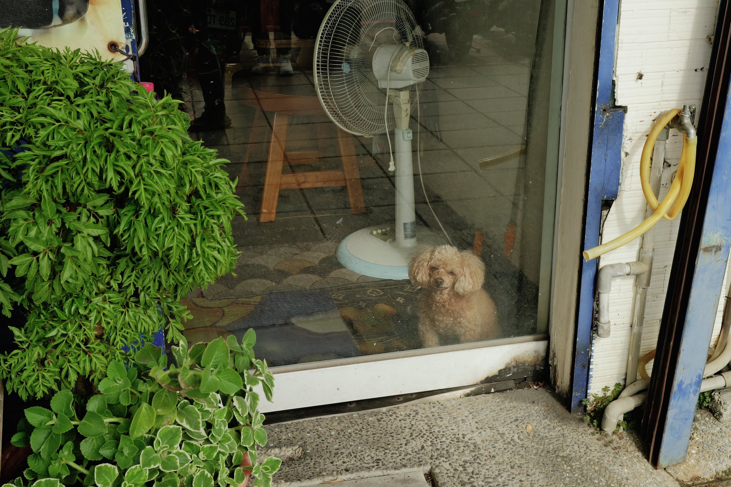 店の窓辺から外を見る小さな犬