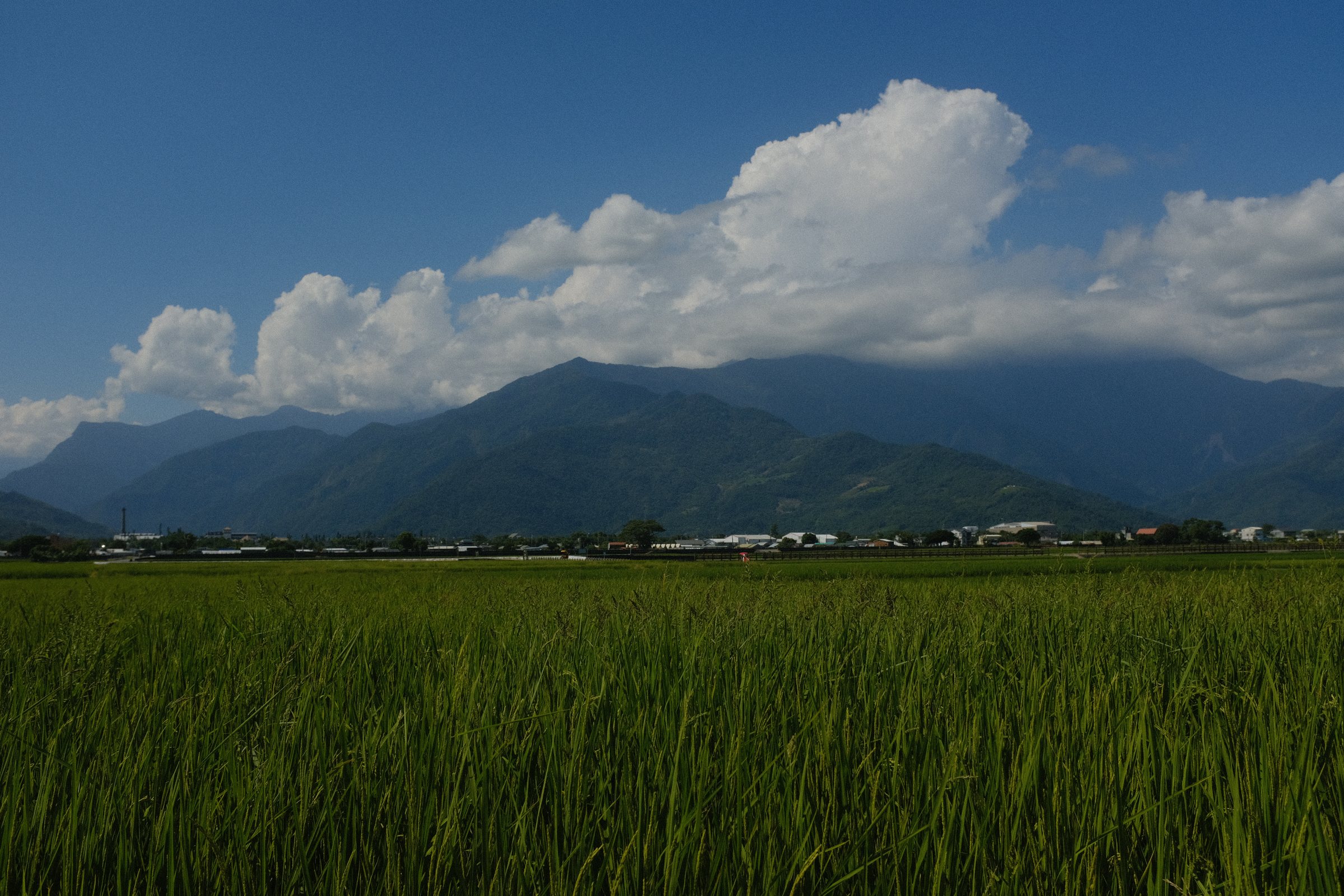 穂のそろい始めた青い稲と、雲のかかる山並み