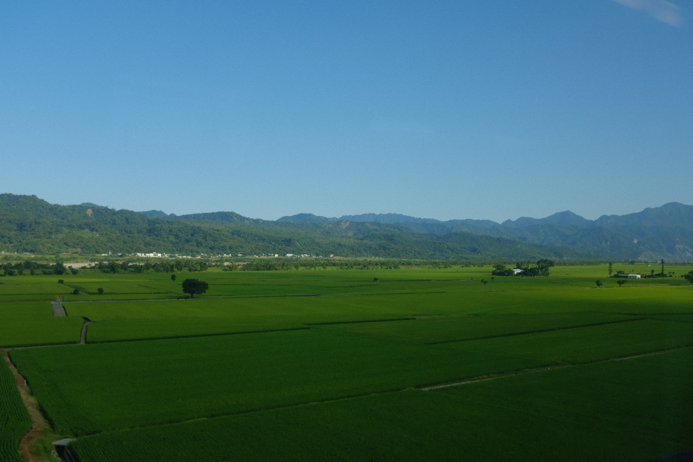 山すそまで平らに続く緑の田んぼ
