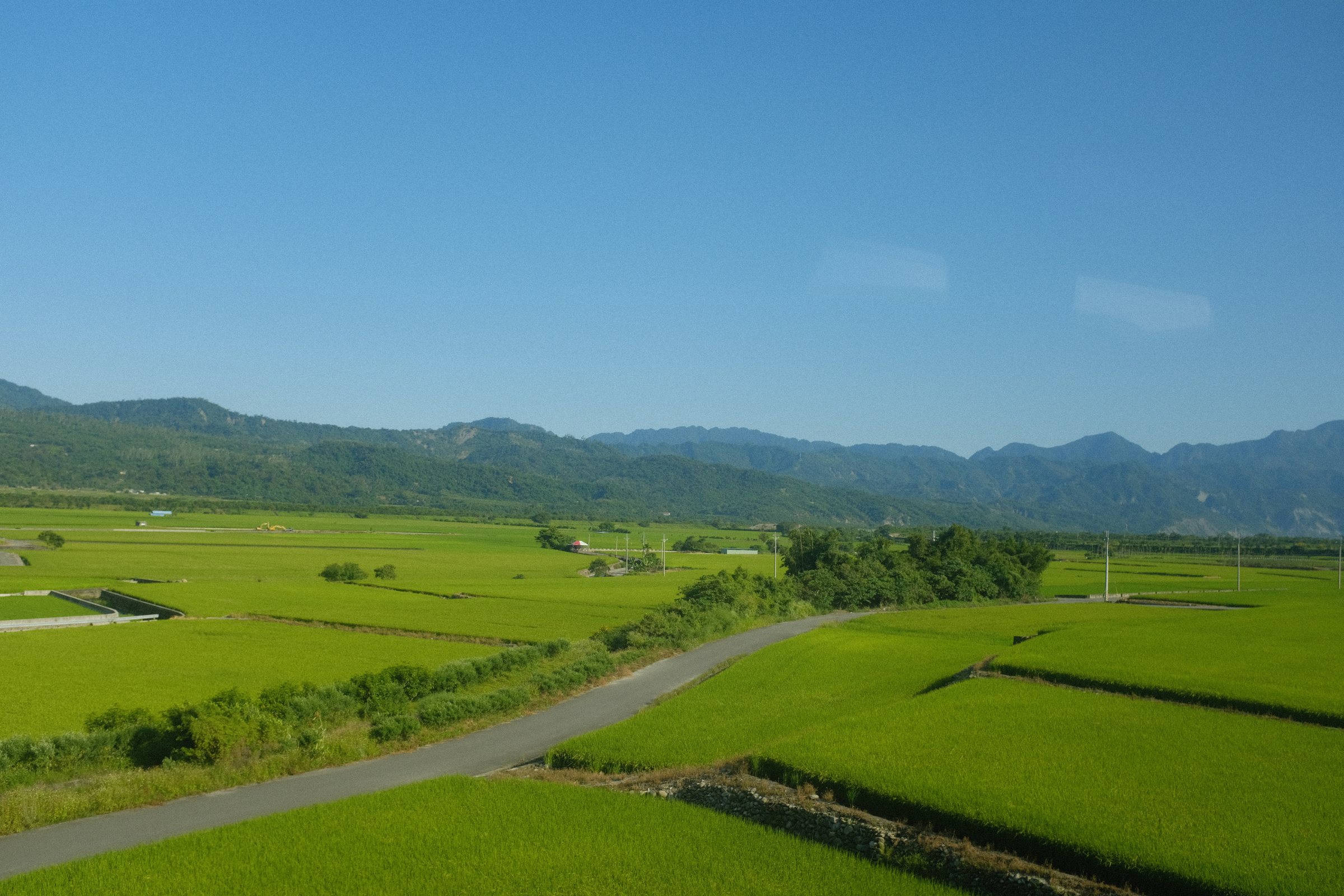 緑の田んぼのあいだを曲がっていく細い道