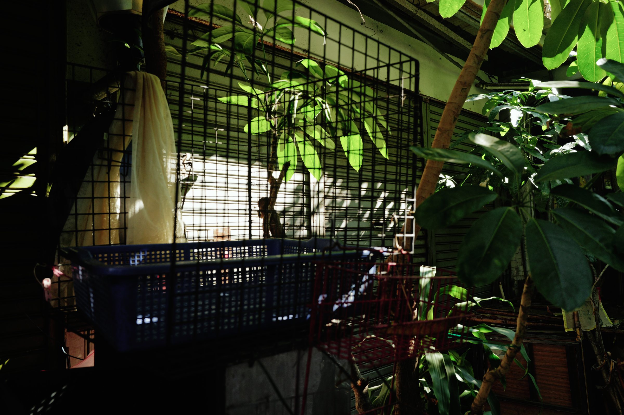 窓の格子と植物の葉に横から当たる光