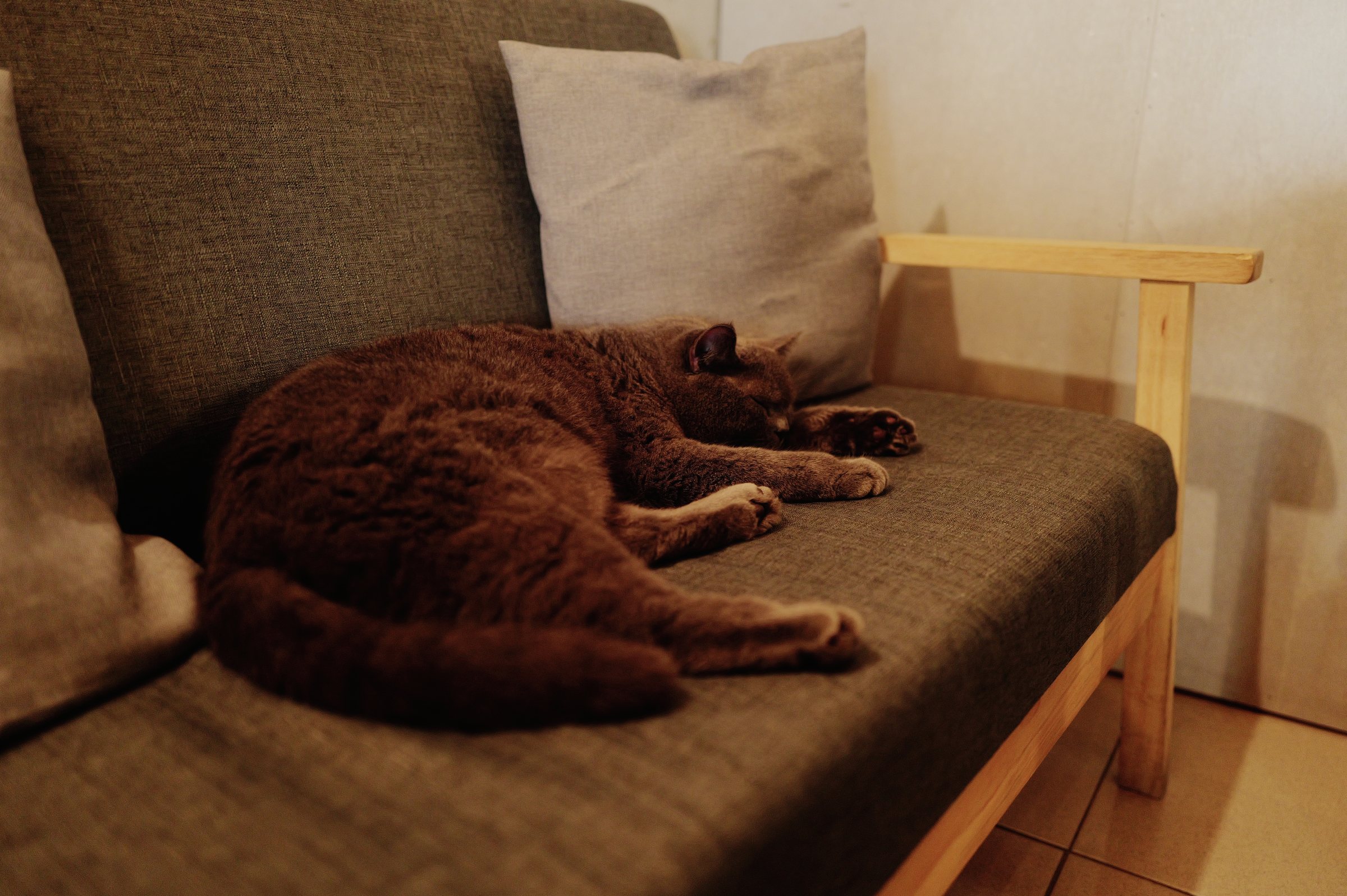 カフェのソファで丸くなって眠る灰色の猫