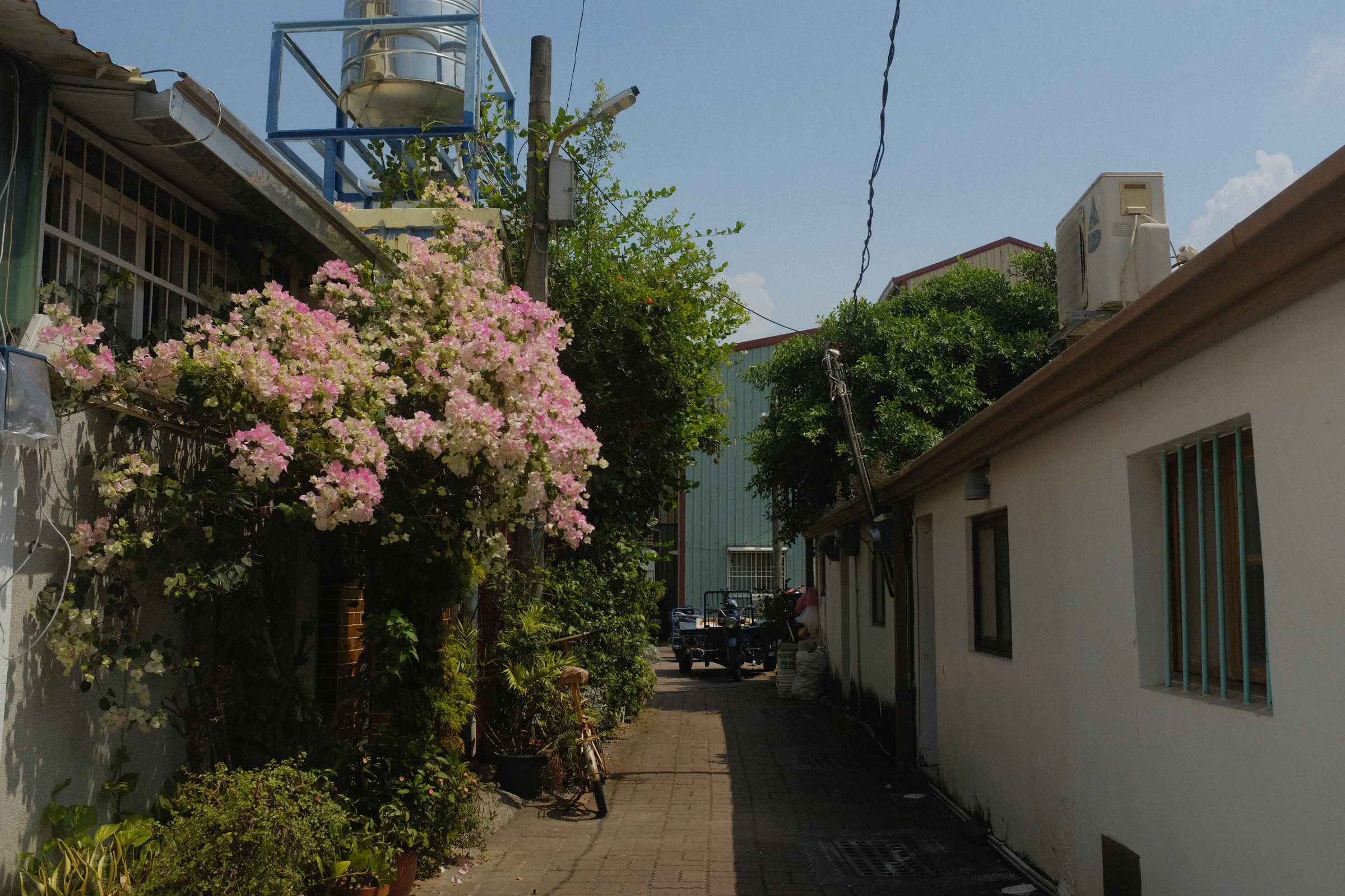 白い壁の路地に、塀からブーゲンビリアがこぼれている
