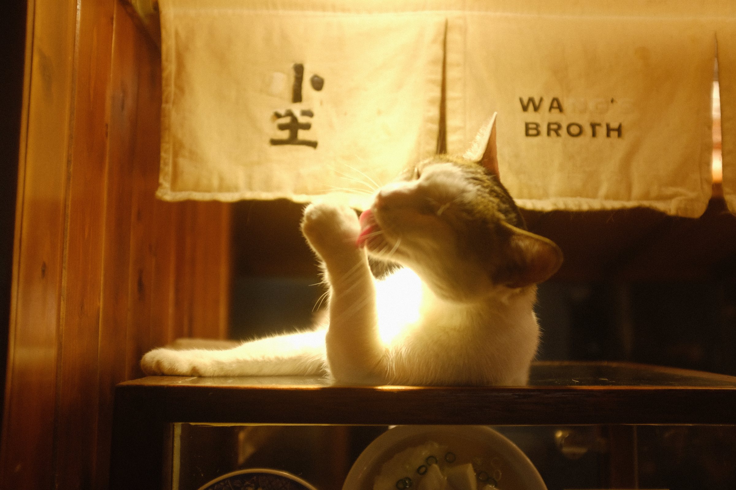 布の暖簾の下、灯りを浴びて前足をなめる猫